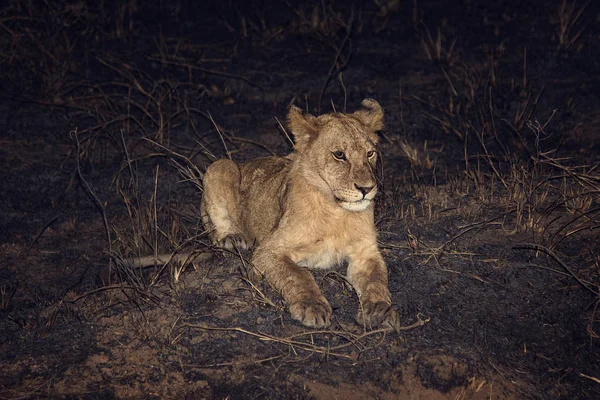 Serengeti National Park Lion — Stock Photo, Image