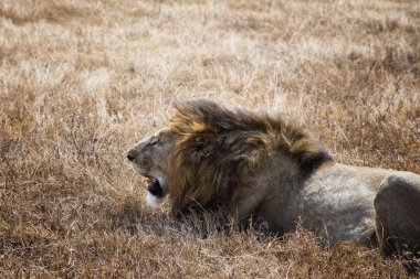 Serengeti Milli Parkı aslan