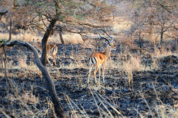 Parque Nacional Serengeti Antelope — Fotografia de Stock