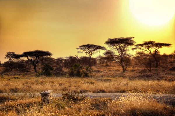 Parque Nacional Serengeti Pôr do sol — Fotografia de Stock