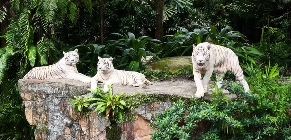 Jardim Zoológico de Singapura em 2010 — Fotografia de Stock