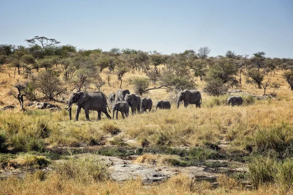 Parque Nacional Serengeti Elefantes — Fotografia de Stock