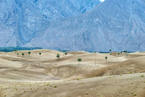 Skardu Katpana deserto frio no norte do Paquistão, tomado em agosto — Fotografia de Stock
