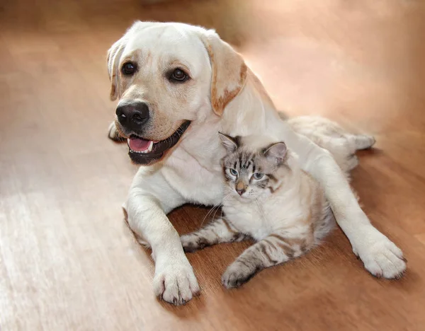 A cat and a dog jostle and love each other, cute hugs