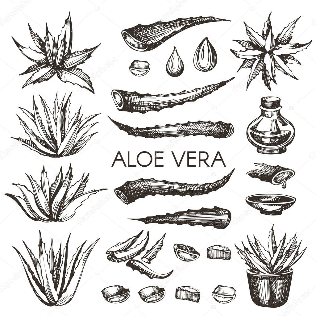  Hand drawn aloe vera