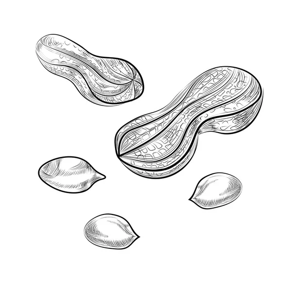 Croquis cacahuète — Image vectorielle