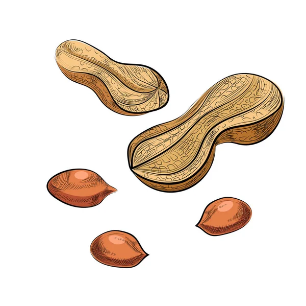 Načrtněte arašídové — Stockový vektor
