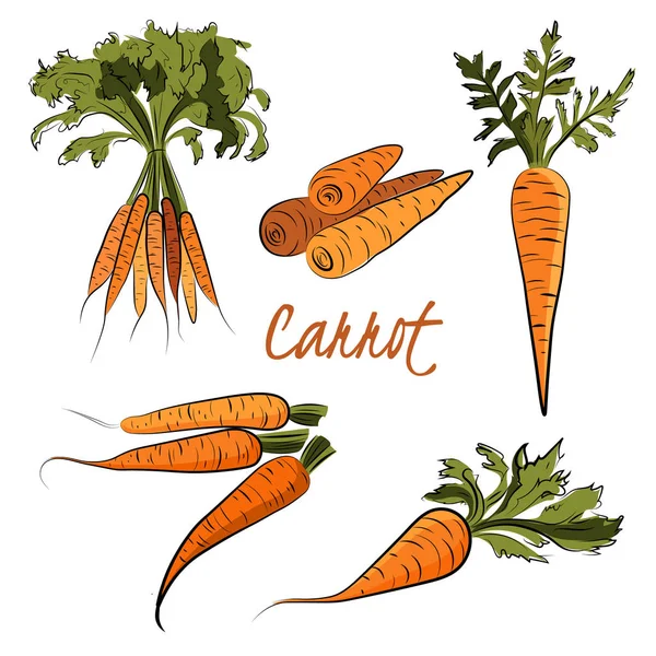 Морква — стоковий вектор