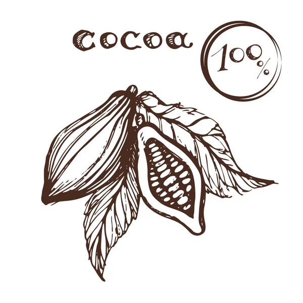 Какао — стоковый вектор