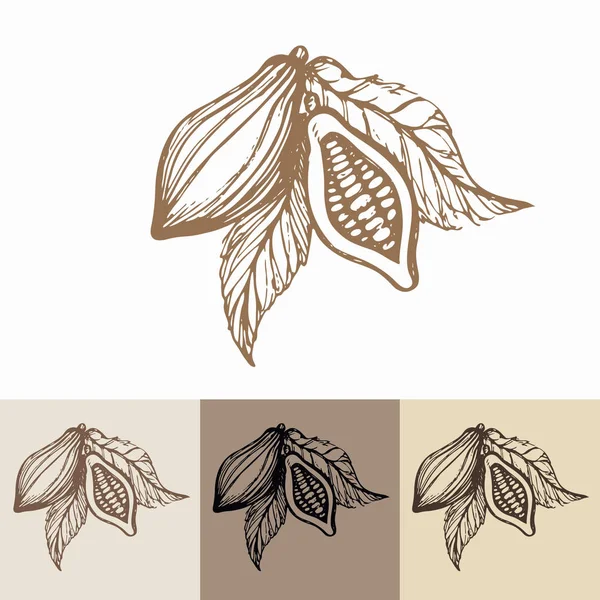 Cacao — Stockvector