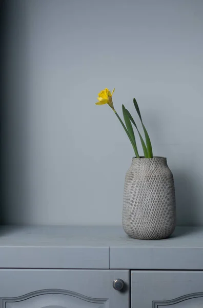 Strauß gelbe Narzissenblüten in einer Vase isoliert auf grauem Hintergrund und Platz für Ihren Text — Stockfoto