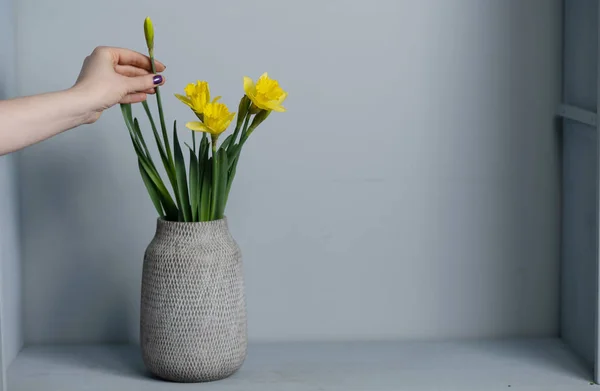 Ramo de flores narcisas amarillas en un jarrón aislado sobre fondo gris y espacio para su texto —  Fotos de Stock