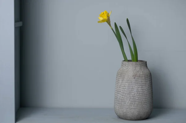 Strauß gelbe Narzissenblüten in einer Vase isoliert auf grauem Hintergrund und Platz für Ihren Text — Stockfoto