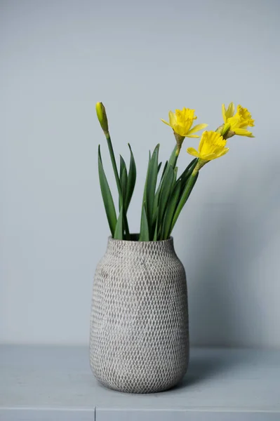 Buquê Flores amarelas narciso em um vaso Isolado em fundo cinza e espaço para o seu texto — Fotografia de Stock