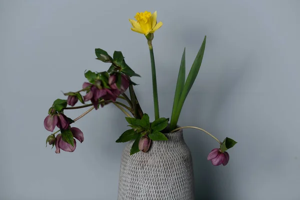 Csokor Sárga nárcisz virágok egy vázában Izolált szürke háttér és hely a szöveg — Stock Fotó
