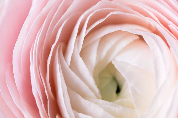 Közelkép, kiemelve a gyönyörű részleteket ranunculus. virág levél illusztráció, esemény meghívók, virágos háttér — Stock Fotó