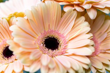 Close-up highlighting the beautiful details gerbera. floral letter illustration, event invites, floral backdrops