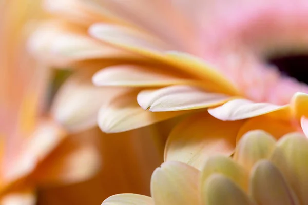 Close-up podkreślając piękne szczegóły gerbera. Ilustracja listu kwiatowego, zaproszenia imprezy, tła kwiatowe — Zdjęcie stockowe