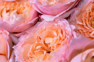 Yakın plan büyük güzel bir buket karışık çiçek. Çiçek arkaplanı ve duvar kağıdı. Çiçek dükkanı konsepti. Taze kesilmiş güzel bir buket. Çiçek teslimatı