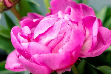 Pions çiçeklerini kapat ve mesajın için yer aç. Kutlama kartı.