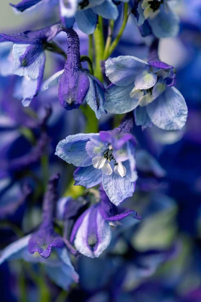Close up delphinium flowers and space for your text. Celebration card. — Stock Photo, Image