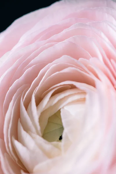 Mooie roze ranunculus bloem mooie gift bloem levering — Stockfoto