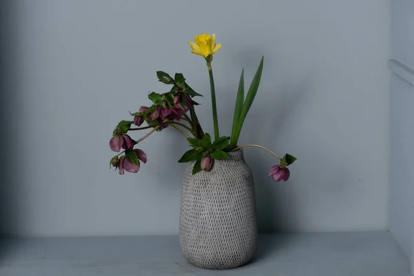 Strauß gelbe Narzissenblüten in einer Vase isoliert auf grauem Hintergrund und Platz für Ihren Text — Stockfoto