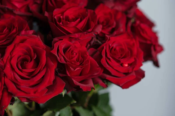 Meisje met een enorme boeket van rode rozen in haar handen — Stockfoto