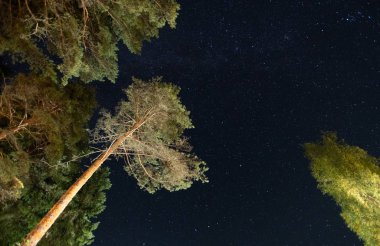 night sky in a pine forest