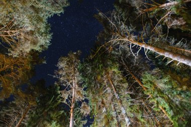 night sky in a pine forest