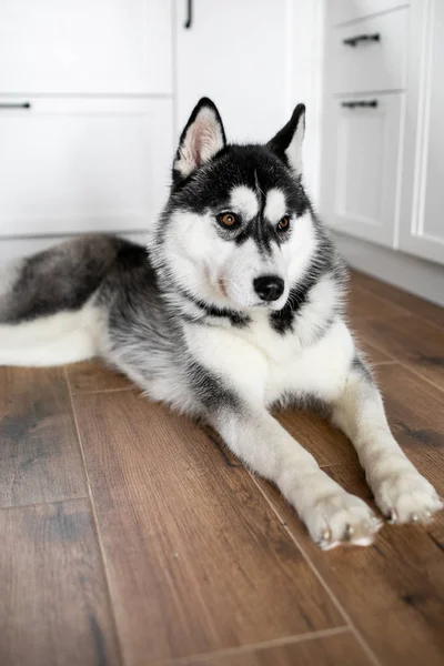 Retrato de husky siberiano em casa. cão — Fotografia de Stock