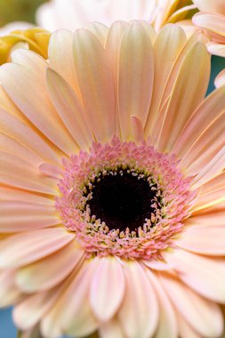 Buket Gerbera çiçekleri ve mesajın için yer. Kapat.