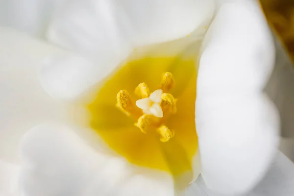 Stamper en meeldraden van een witte bloeiende tulp. Boeket witte tulpen Rechtenvrije Stockfoto's