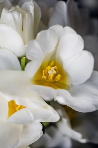白色盛开的郁金香的花瓣和雄蕊。一束白色郁金香 — 图库照片