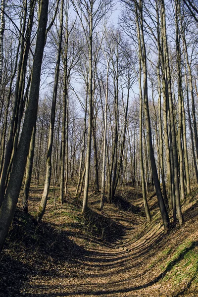 Поляна с сухой травой в лесу с деревьями без листьев в холодный осенний день. Лес — стоковое фото