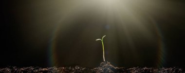 Genç Bitki Gün Işığında Büyüyor. Tohumlar zengin topraktan parlayan güneş ışığına kadar büyüyor.