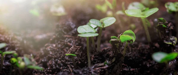 Planta tânără crește în lumina soarelui. Răsadurile cresc de la solul bogat la lumina soarelui de dimineață care strălucește — Fotografie, imagine de stoc