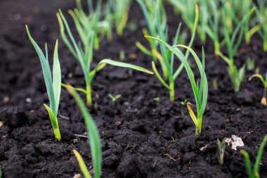 Bahar zamanı, Taze soğan bölümde