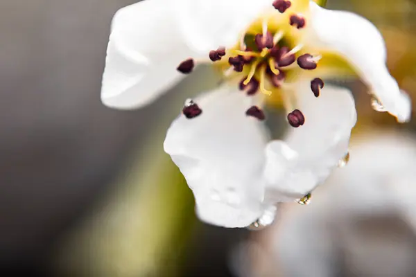 Bellissimi fiori e boccioli di melo in un frutteto in una soleggiata giornata primaverile — Foto Stock