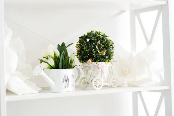 Beyaz Arkaplanda Bir Rafta Küçük Buxus Yeşil Bitki — Stok fotoğraf