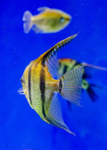 Photo d'un poisson tropical sur un récif corallien — Photo