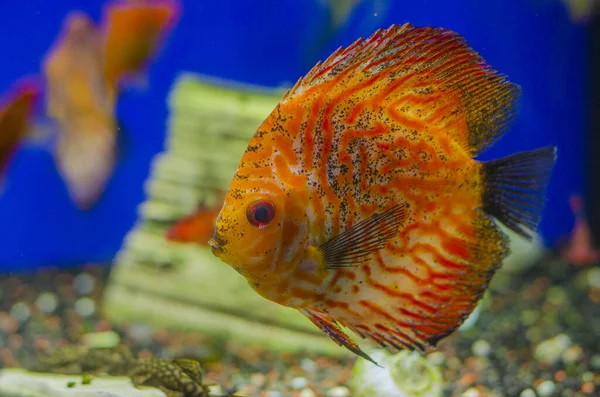 Photo of a tropical Fish on a coral reef — Stock Photo, Image