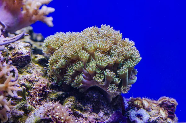 Underwater life of a hard-coral reef, Red Sea, Egypt