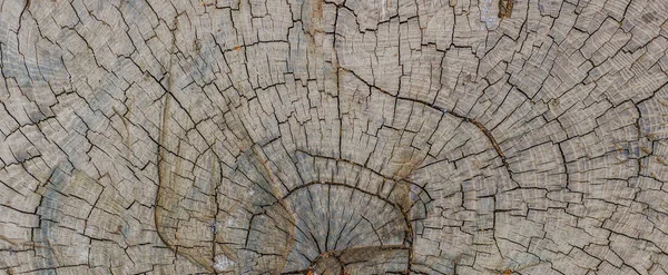 Közelről fa textúra a kivágott fa trunk — Stock Fotó
