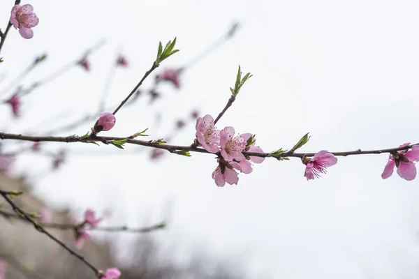 Wild cherry or cherry blossoms in the spring season. Branches on a tree against the sky. Pink flowers