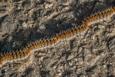 4 dangerous pine processionary caterpillars (Thaumetopoea Pityocampa) crawling a nose-to-tail column on asphalt in spring in Galicia, Spain. clipart