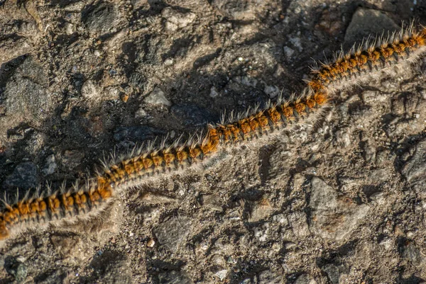 Dangerous Pine Processionary Caterpillars Thaumetopoea Pityocampa Crawling Nose Tail Column — Stock Photo, Image