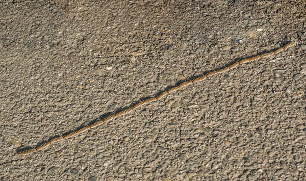 İspanya 'nın Galiçya kentinde ilkbaharda asfalt üzerinde uzun bir burun-kuyruğa gezen tehlikeli çam tırtılları (Thaumetopoea Pityocampa).