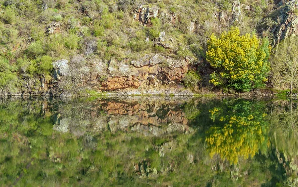 Galiçya, İspanya 'daki Camino de Santiago nehrinin su aynası. Güzel, parlak, çiçek açan bahar yeşilliğinin simetrik yansıması. Yeşil arkaplan.