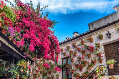 Cordoba, Endülüs, İspanya 'daki geleneksel veranda festivalinin (Patios de Cordoba) bir verandasında bulunan sardunya ve bougainvillea